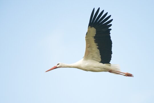 White stork (Ciconia ciconia), Emsland, Lower Saxony, Germany