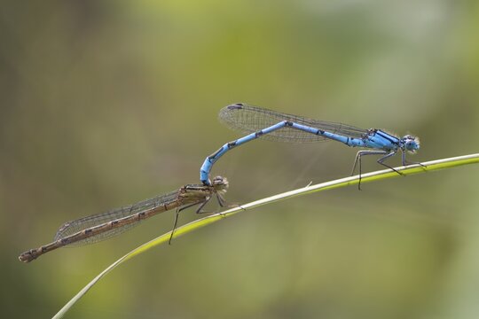 Common blue damselfly (Enallagma cyathigerum), Tandem, Emsland, Lower Saxony, Germany
