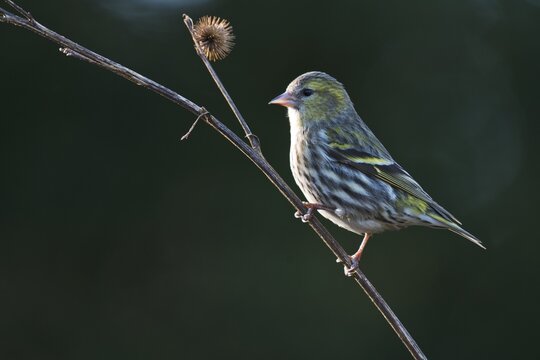 Eurasian siskin (Carduelis spinus), Emsland, Lower Saxony, Germany