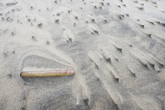 Sword razor (Ensis ensis) and cockles covered by drifting sand on the beach, Langeoog, Lower Saxony, Germany