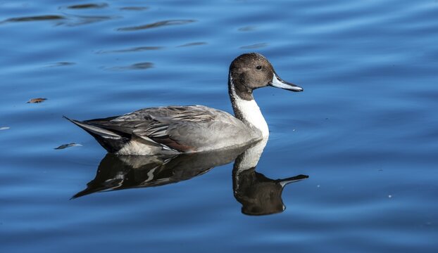 Pintail (Anas acuta) in the water, Alaksen National Wildlife Area, British Columbia, Canada
