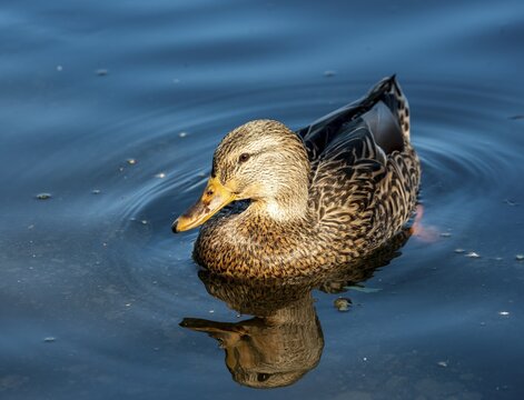 Mallard (Anas platyrhynchos), female, swimming, Alaksen National Wildlife Area, British Columbia, Canada