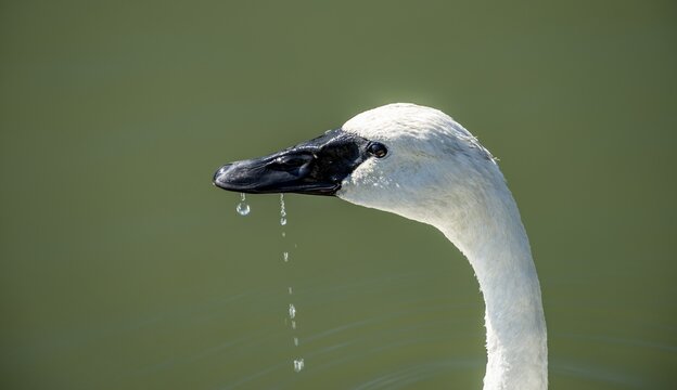 Trumpeter swan (Cygnus buccinator), animal portrait, Alaksen National Wildlife Area, British Columbia, Canada