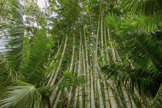 Giant bamboo (Dendrocalamus giganteus) Cascada Verde Hostel, Uvita, Puntarenas Province, Costa Rica