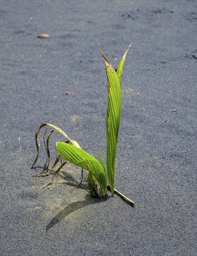 Coconut palm sprouts on a black sand beach, Punta Cocles, Talamanca, Puerto Lim&oacute;n, Costa Rica