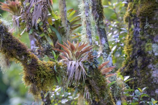 Bromeliads on mossy tree trunk, San Gerardo de Dota, San Jos&eacute; Province, Costa Rica
