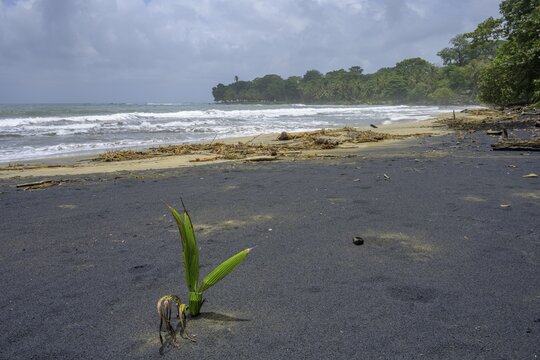 Coconut palm sprouts on a black sand beach, Punta Cocles, Talamanca, Puerto Lim&oacute;n, Costa Rica