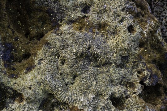 Dead corals lifted out of the water by an earthquake, Caribbean coast, Cahuita, Puerto Lim&oacute;n, Costa Rica
