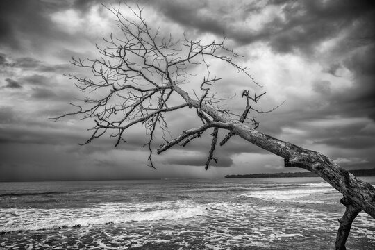 Dead tree on the beach, Cahuita National Park, Puerto Lim&oacute;n, Costa Rica