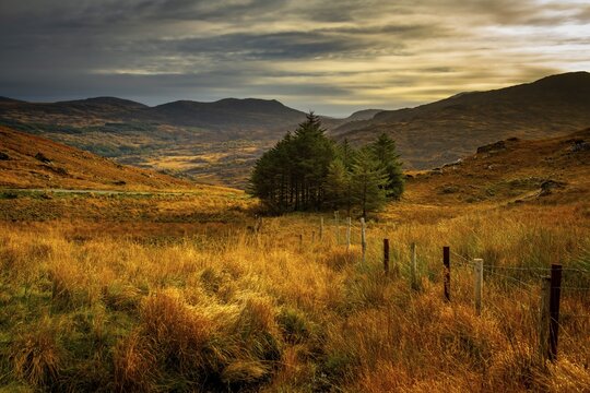 Autumn landscape with fence and small group of trees, Killarny, County Kerry, Ireland