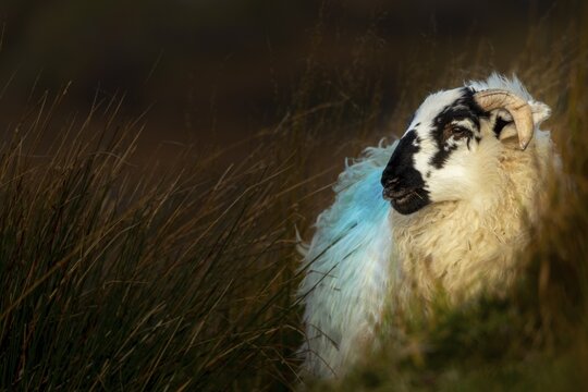 Domestic sheep (Ovis gmelini aries) in brown meadow, Kenmare, County Kerry, Ireland