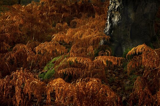 Autumn forest, fern in deciduous forest, Glendalough, Wicklow, Ireland