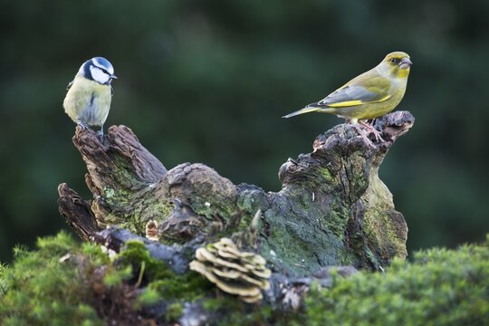 Blue tit (Parus caerulea) and european greenfinch (Carduelis chloris), Emsland, Lower Saxony, Germany