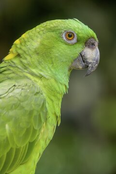Southern mealy amazon (Amazona farinosa), Jaguar Rescue Center, Punta Cocles, Talamanca, Puerto Lim&oacute;n, Costa Rica