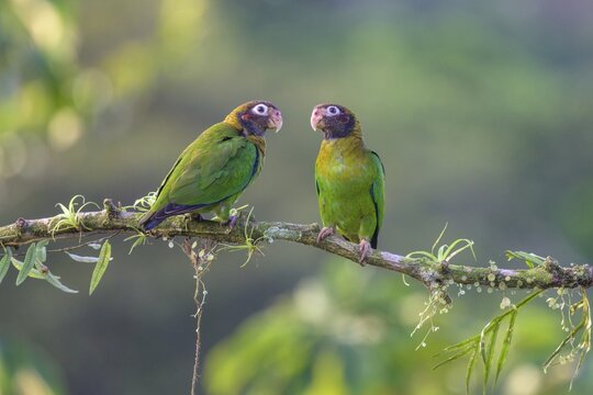Brown-hooded parrots (Pyrilia haematotis), Laguna del Lagarto Eco-Lodge, San Carlos, Alajuela Province, Costa Rica