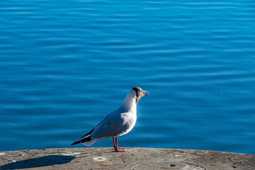 Lachmöwe im Profil vor blauer, welliger Wasserfläche © JM Soedher