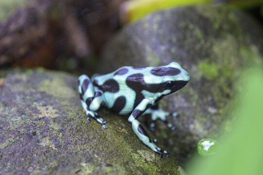 Green and black poison dart frog (Dendrobates auratus), Cahuita, Puerto Lim&oacute;n, Costa Rica