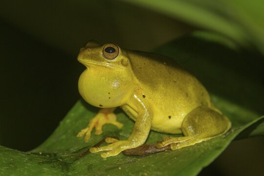 Mahogany tree frog (Tlalocohyla loquax), Arenal Observatory Lodge, Fortuna, Alajuela Province, Costa Rica