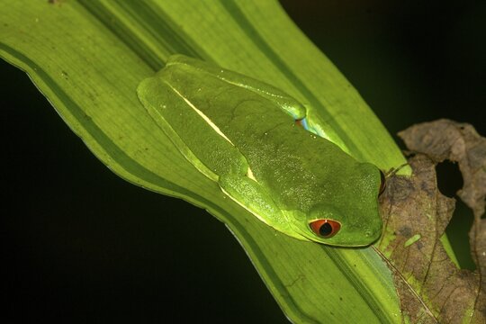 Red-eyed tree frog (Agalychnis callidryas) in sleeping position, Arenal Observatory Lodge, Fortuna, Alajuela Province, Costa Rica