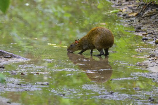 Central american agouti (Dasyprocta punctata) drinking from a puddle, Cahuita National Park, Puerto Lim&oacute;n, Costa Rica