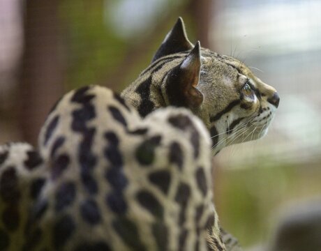 Margay (Leopardus wiedii), Jaguar Rescue Center, Punta Cocles, Talamanca, Puerto Lim&oacute;n, Costa Rica