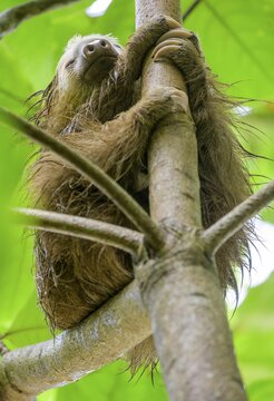 Wet hoffmann's two-toed sloth (Choloepus hoffmanni), Cahuita National Park, Puerto Lim&oacute;n, Costa Rica