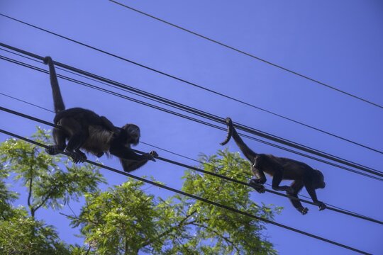 Mantled howlers (Alouatta palliata) climbing along power line, El Canto de los Gavilanes, Nicoya, Guanacaste Province, Costa Rica