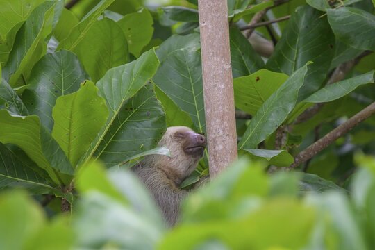 Hoffmann's two-toed sloth (Choloepus hoffmanni), Cahuita National Park, Puerto Lim&oacute;n, Costa Rica