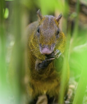 Central american agouti (Dasyprocta punctata), Cahuita National Park, Puerto Lim&oacute;n, Costa Rica