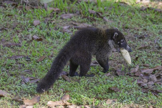 White nosed coati (Nasua narica) with a banana, Laguna del Lagarto Eco-Lodge, San Carlos, Alajuela Province, Costa Rica
