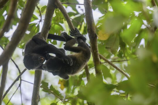 Two young mantled howlers (Alouatta palliata) at play, Cataratas Llanos de Cort&eacute;s, Bagaces, Guanacaste Province, Costa Rica