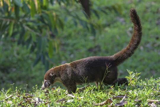 White nosed coati (Nasua narica), Laguna del Lagarto Eco-Lodge, San Carlos, Alajuela Province, Costa Rica