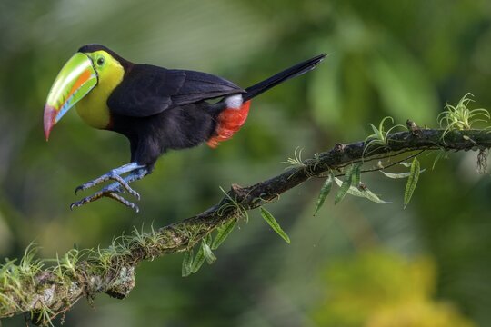 Keel-billed Toucan or keel-billed toucan (Ramphastos sulfuratus), Laguna del Lagarto Eco-Lodge, San Carlos, Alajuela Province, Costa Rica