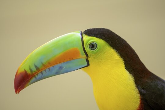 Keel-billed toucan (Ramphastos sulfuratus), Jaguar Rescue Center, Punta Cocles, Talamanca, Puerto Lim&oacute;n, Costa Rica