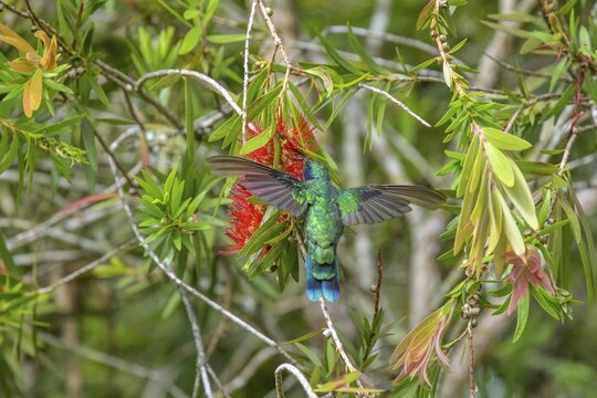 Mexican violetear (Colibri thalassinus) flies to red flower, San Gerardo de Dota, San Jos&eacute; Province, Costa Rica