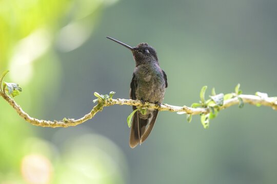 Male Talamanca Hummingbird (Eugenes spectabilis), San Gerardo de Dota, San Jos&eacute; Province, Costa Rica