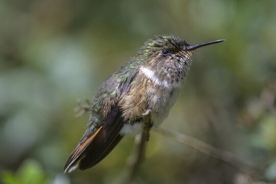 Scintillant hummingbird (Selasphorus scintilla) sitting on branch, San Gerardo de Dota, San Jos&eacute; Province, Costa Rica