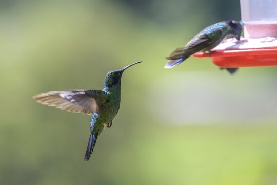 Mexican violetear (Colibri thalassinus) at a nectar dispenser, San Gerardo de Dota, San Jos&eacute; Province, Costa Rica