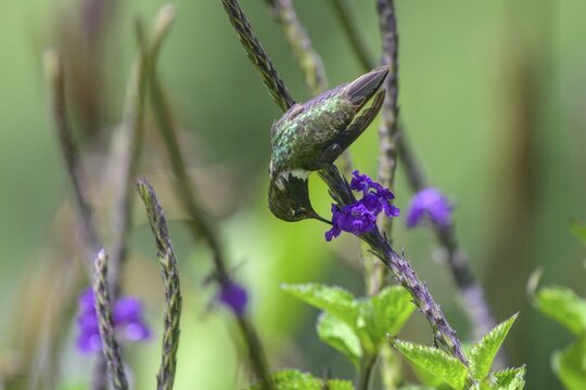 Scintillant hummingbird (Selasphorus scintilla) drinking nectar from a flower, San Gerardo de Dota, San Jos&eacute; Province, Costa Rica