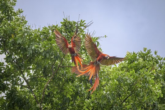 Scarlet macaws (Ara macao), Drake Bay, Puntarenas Province, Costa Rica