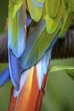 Detail of the feathers of a large great green macaw (Ara ambiguus), Jaguar Rescue Center, Punta Cocles, Talamanca, Puerto Lim&oacute;n, Costa Rica