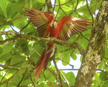 Scarlet macaw (Ara macao), Drake Bay, Puntarenas Province, Costa Rica