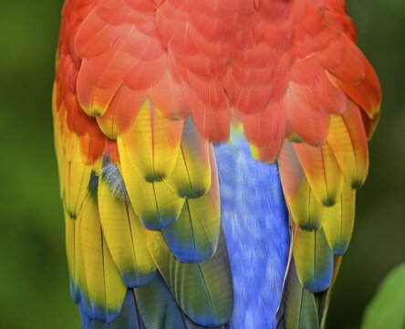 Scarlet macaw (Ara macao), Jaguar Rescue Center, Punta Cocles, Talamanca, Puerto Lim&oacute;n, Costa Rica