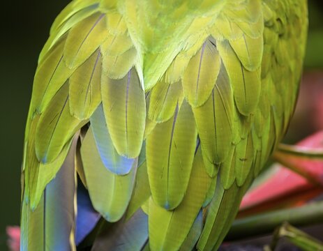 Detail of the feathers of a large great green macaw (Ara ambiguus), Jaguar Rescue Center, Punta Cocles, Talamanca, Puerto Lim&oacute;n, Costa Rica