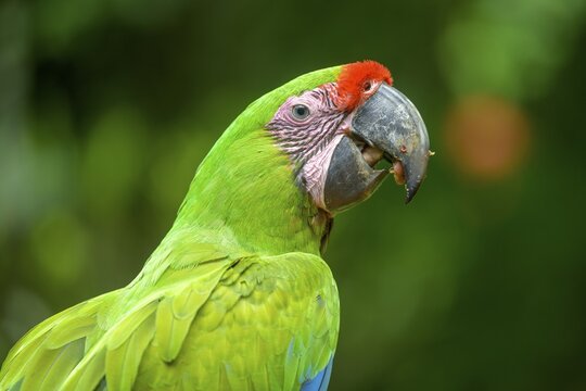 Great green macaw (Ara ambiguus), Jaguar Rescue Center, Punta Cocles, Talamanca, Puerto Lim&oacute;n, Costa Rica