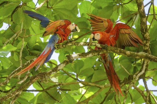 Scarlet macaw (Ara macao), Drake Bay, Puntarenas Province, Costa Rica