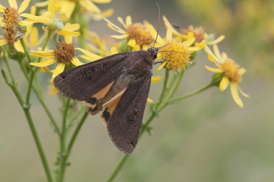 Lesser broad-bordered yellow underwing (Noctua janthina), Emsland, Lower Saxony, Germany