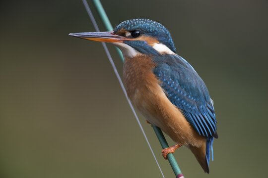Common kingfisher (Alcedo atthis) sitting on a fishing rod, Emsland, Lower Saxony, Germany