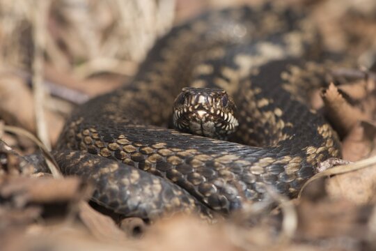 Common european viper (Vipera berus), Emsland, Lower Saxony, Germany