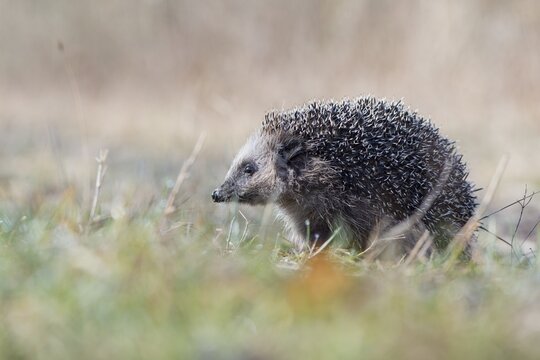 European hedgehog (Erinaceus europaeus), Emsland, Lower Saxony, Germany
